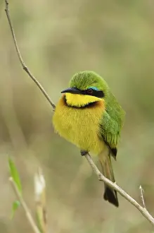 Pusillus: Little Bee-Eater