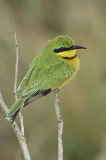 Pusillus: Little Bee-Eater