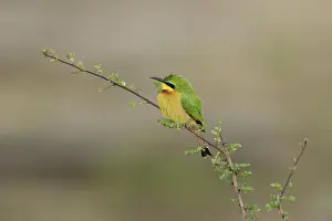Meropidae: Little Bee-eater