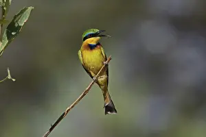 Pusillus: Little Bee Eater