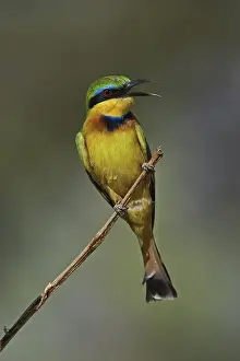 Pusillus: Little Bee Eater