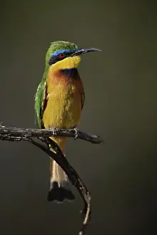 Pusillus: Little Bee Eater