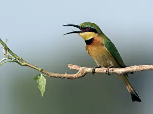 Pusillus: Little Bee-eater