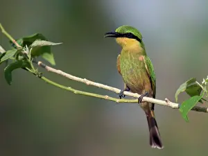 Pusillus: Little Bee-eater