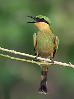 Pusillus: Little Bee-eater