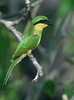 Pusillus: Little Bee-eater