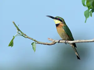 Pusillus: Little Bee-eater