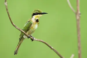 Gambia: Little Bee-eater