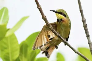 Gambia: Little Bee-eater
