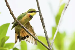 Gambia: Little Bee-eater