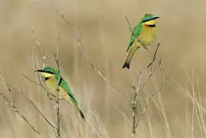 Eaters: Little Bee-eater