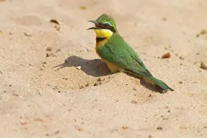 Pusillus: Little Bee-eater