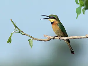 Merops: Little Bee-eater