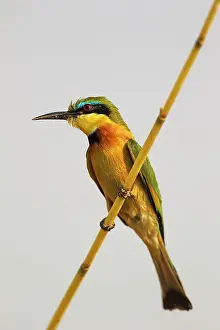 Little Bee-Eater