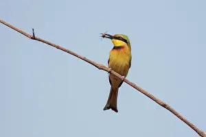 Eaters: Little Bee-eater with bee