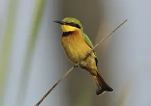 Meropidae: Little Bee-eater (Merops pusillus), Gambia, Africa
