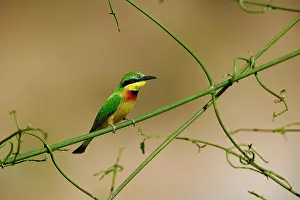 Merops: Little Bee Eater, Merops revoilii, Masai