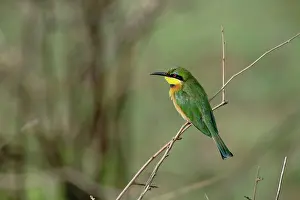 Merops: Little Bee Eater, Merops revoilii, Serengeti