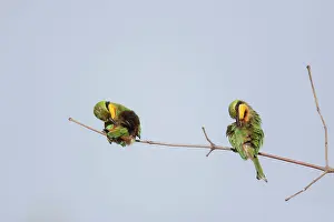 Eaters: Little Bee-eater pair preening