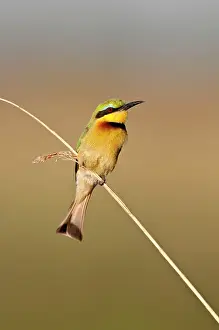 Thin: Little Bee-Eater - perched on thin reed