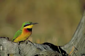 Deadwood: Little Bee-Eater - Single bird perched on deadwood