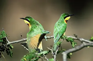 Eaters: Little Bee-Eaters
