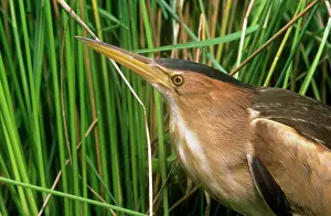 Bitterns: LITTLE BITTERN