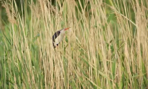 Minutus: Little Bittern