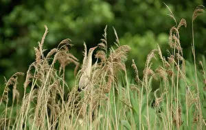 Minutus: Little Bittern