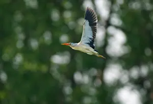 Minutus: Little Bittern