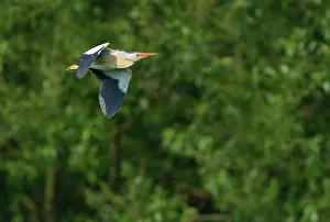 Minutus: Little Bittern