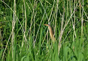 Minutus: Little Bittern
