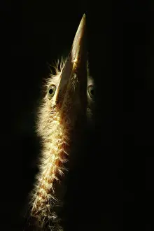 Minutus: Little Bittern