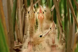 Minutus: Little Bittern