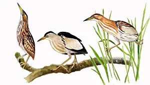Minutus: Little Bittern