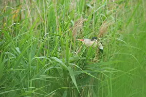 Minutus: Little Bittern