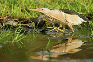 Bittern: Little Bittern