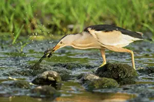 Bittern: Little Bittern