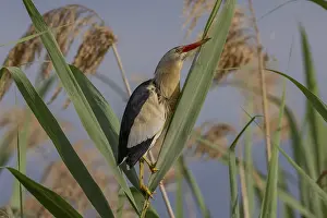 Reeds: Little Bittern (Botaurus minutus)