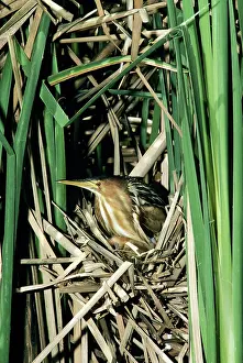 Bitterns: Little Bittern - female in reed nestSS