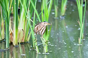 Minutus: Little Bittern - female on reeds