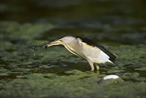 Bitterns: Little Bittern - Fishing