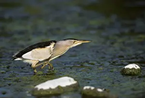 Bitterns: Little Bittern - Fishing for Tadpoles
