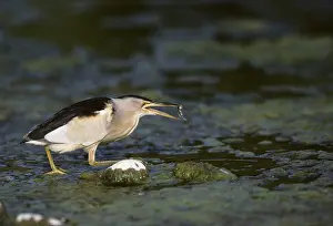 Bitterns: Little Bittern - Fishing for Tadpoles