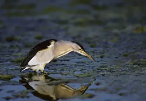 Minutus: Little Bittern - Fishing for Tadpoles