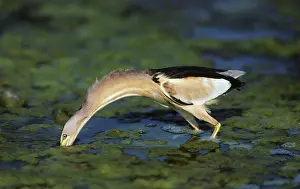 Minutus: Little Bittern - Fishing for Tadpoles