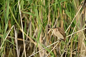 Ditch: Little Bittern (Ixobrychus minutus) female resting in reed
