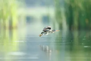 Bittern: Little bittern (Ixobrychus minutus) in flight over