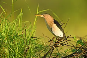 Ditch: Little Bittern (Ixobrychus minutus) male resting in reed