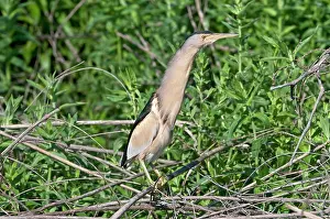 Bitterns: Little Bittern - male perched in bush